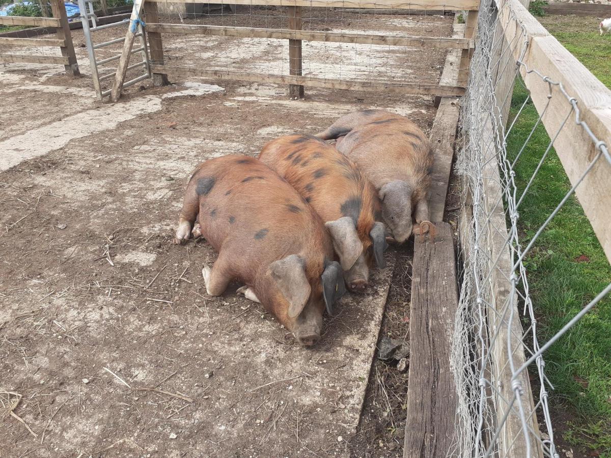 The Byre North End Farm Bed and Breakfast Ashton Keynes Buitenkant foto